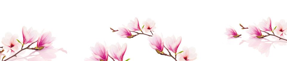 Magnolie-2